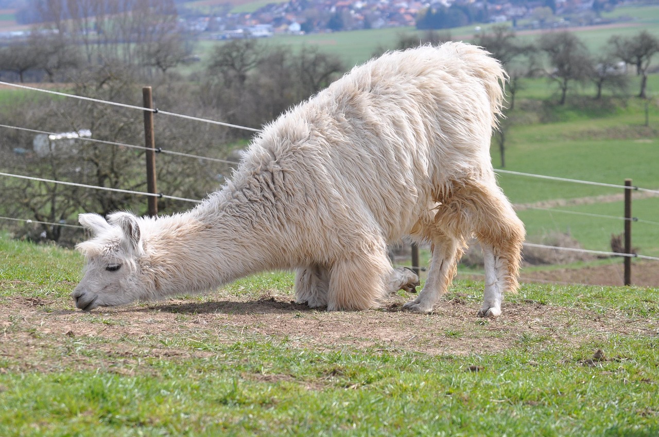 vx账号买卖：基金购买平台知乎