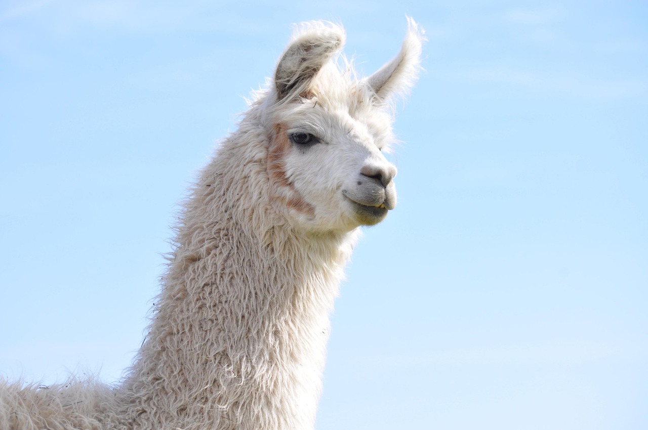 V粉卡实名账号：代理刷粉平台